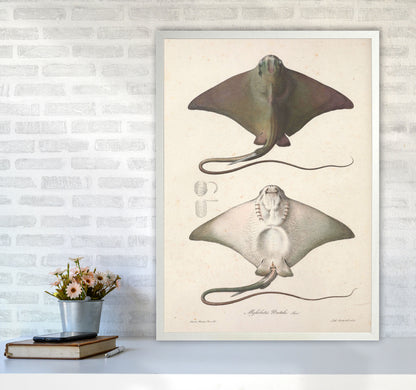 Vintage Stingray Art Print by Jason Stanley A1 Oak Frame