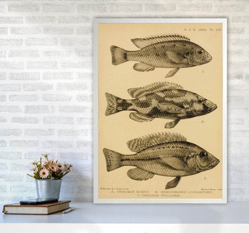 Vintage Fish Art Print by Jason Stanley A1 Oak Frame
