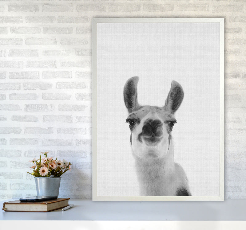 Llama Art Print by Jason Stanley A1 Oak Frame
