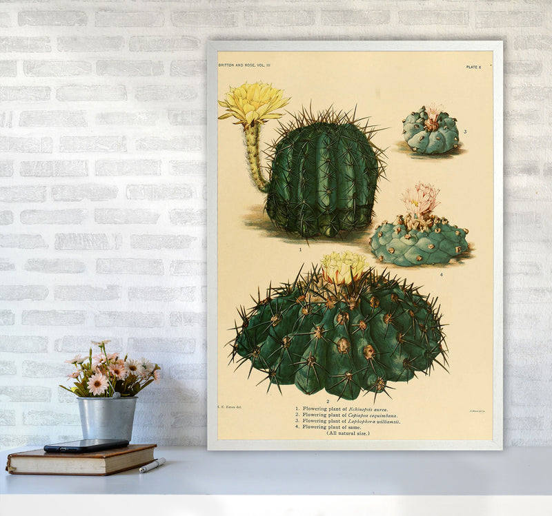 Cactus Series8 Art Print by Jason Stanley A1 Oak Frame