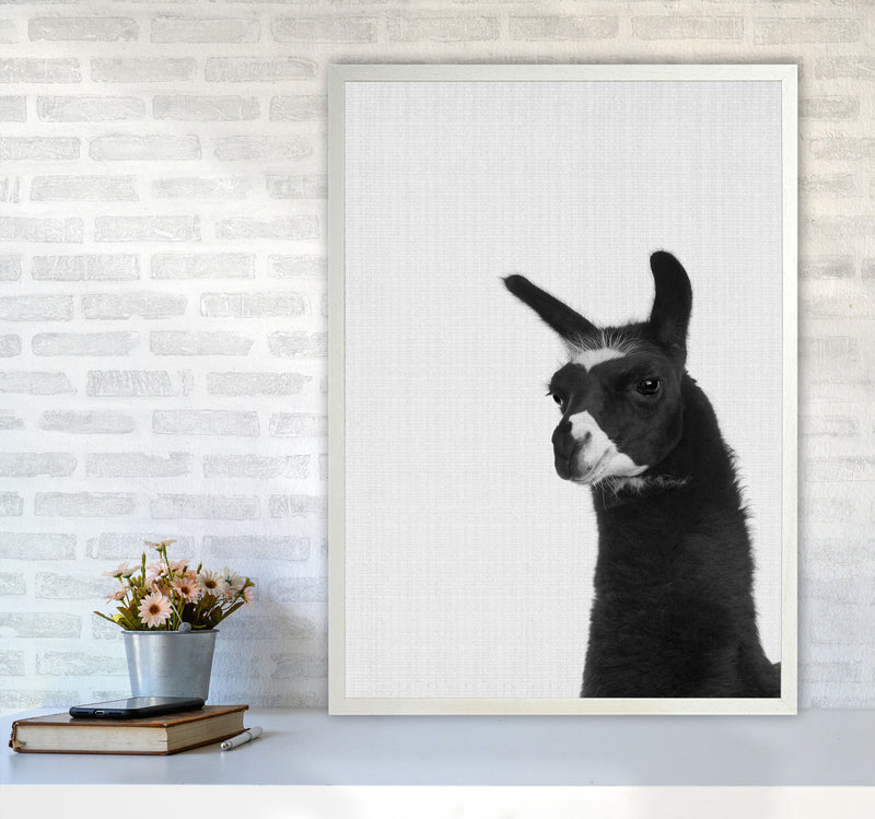 Llama