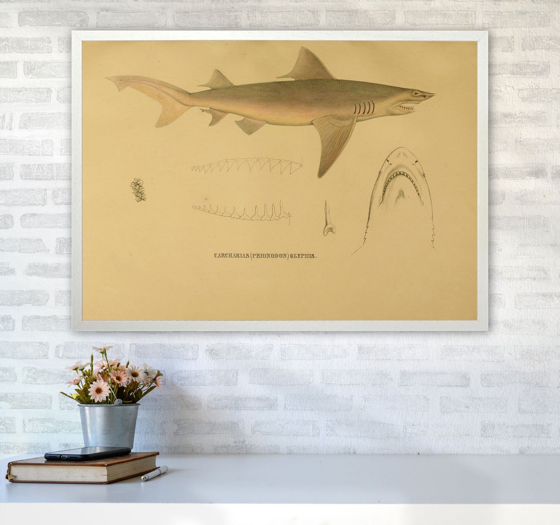 Shark Series 3 Art Print by Jason Stanley A1 Oak Frame