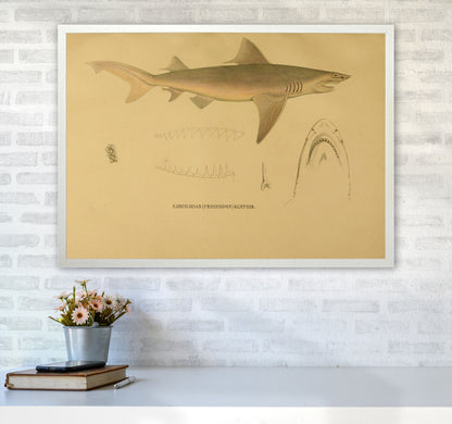 Shark Series 3 Art Print by Jason Stanley A1 Oak Frame