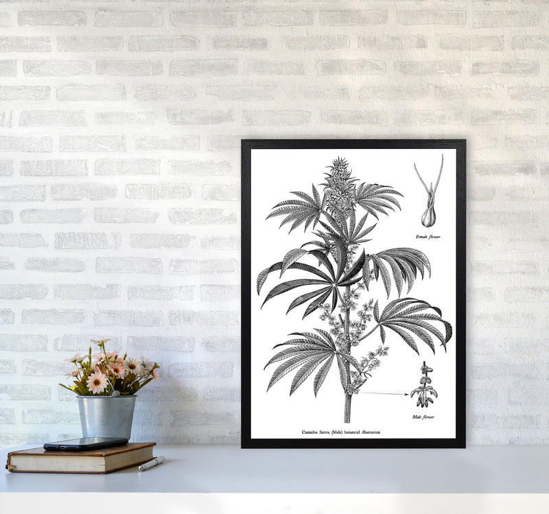 Cannabis Sativa Botanical Illustration Art Print by Jason Stanley A2 White Frame