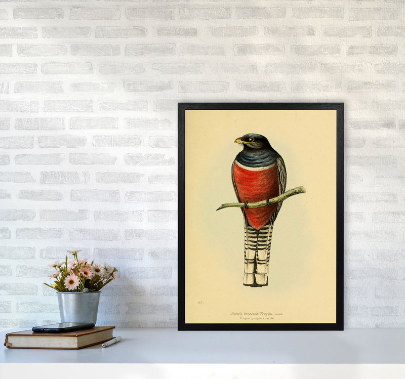 Vintage Purple Breasted Trogon Art Print by Jason Stanley A2 White Frame