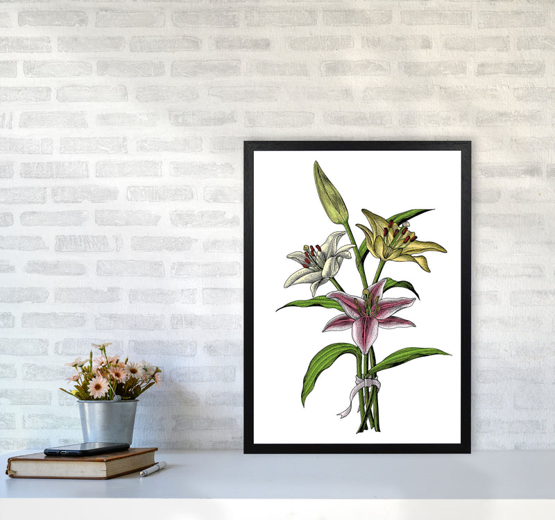 Vintage Lilly Illustration Art Print by Jason Stanley A2 White Frame