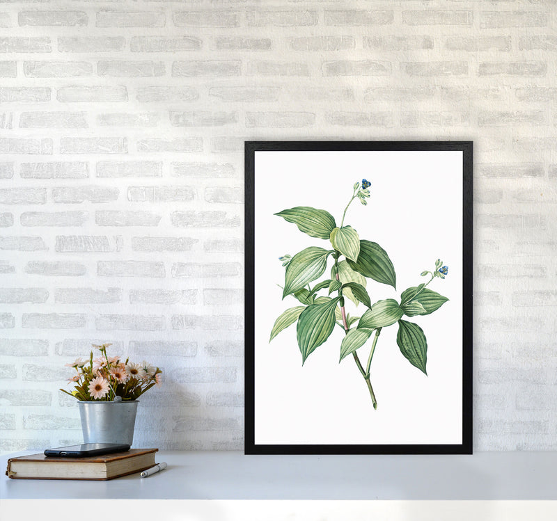 Vintage Botanical Plant Art Print by Jason Stanley A2 White Frame