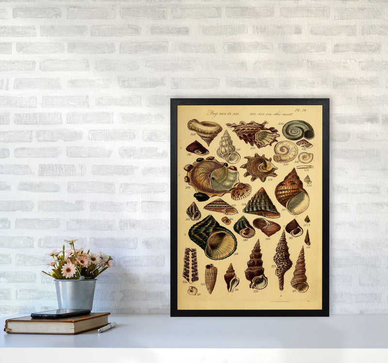 Vintage Shells Art Print by Jason Stanley A2 White Frame