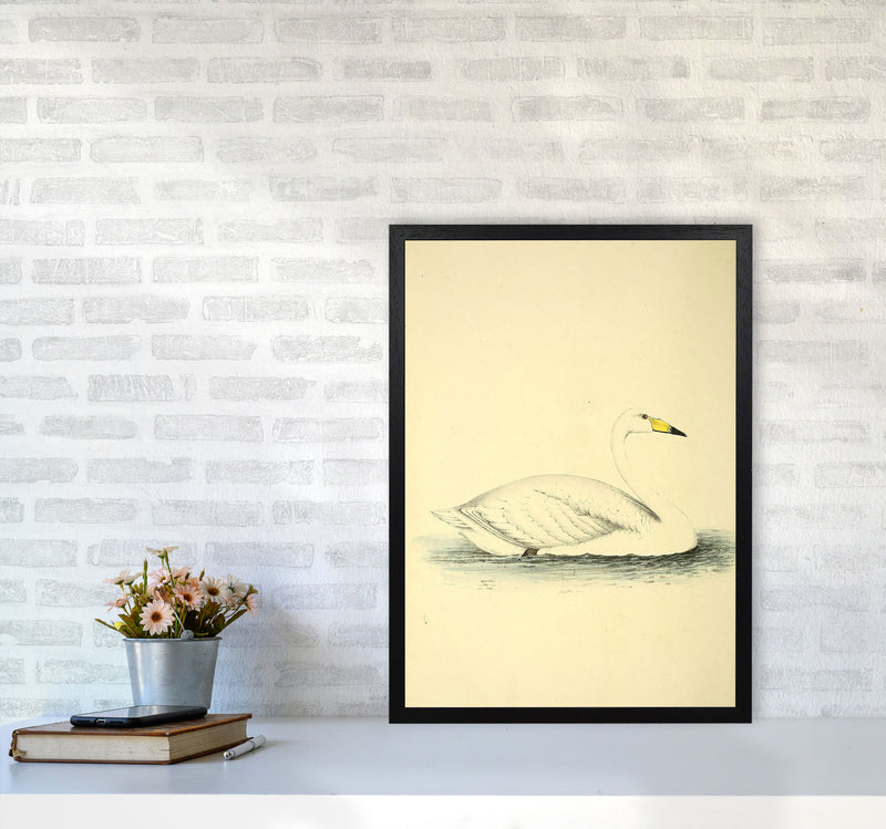 Vintage Swan Art Print by Jason Stanley A2 White Frame