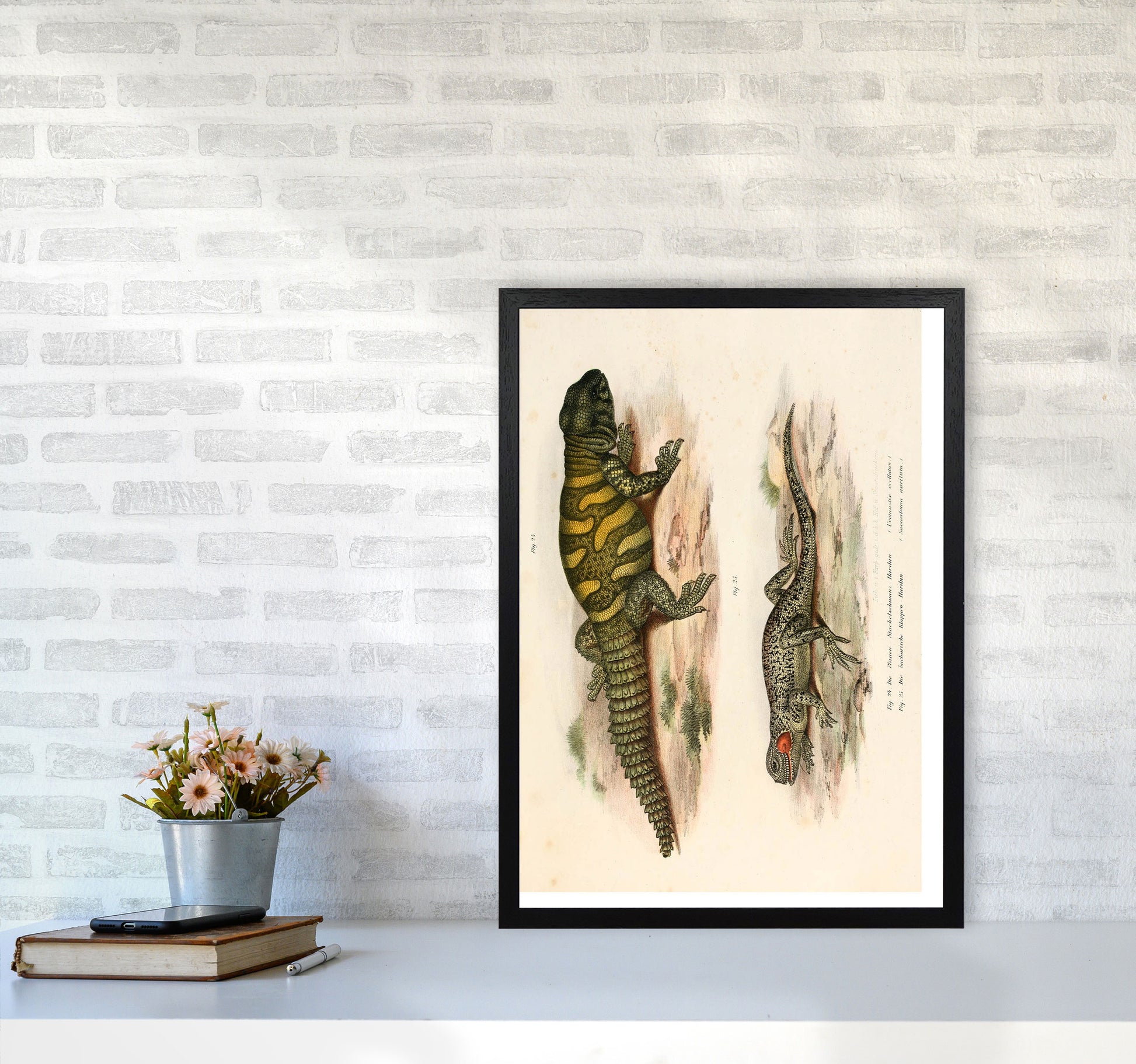 Vintage Lizard Illustration Art Print by Jason Stanley A2 White Frame