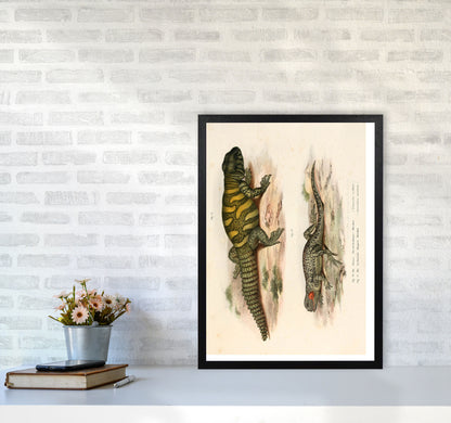 Vintage Lizard Illustration Art Print by Jason Stanley A2 White Frame
