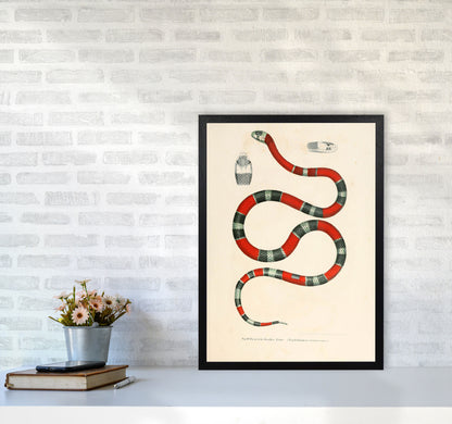 Vintage Snake Illustration 2 Art Print by Jason Stanley A2 White Frame