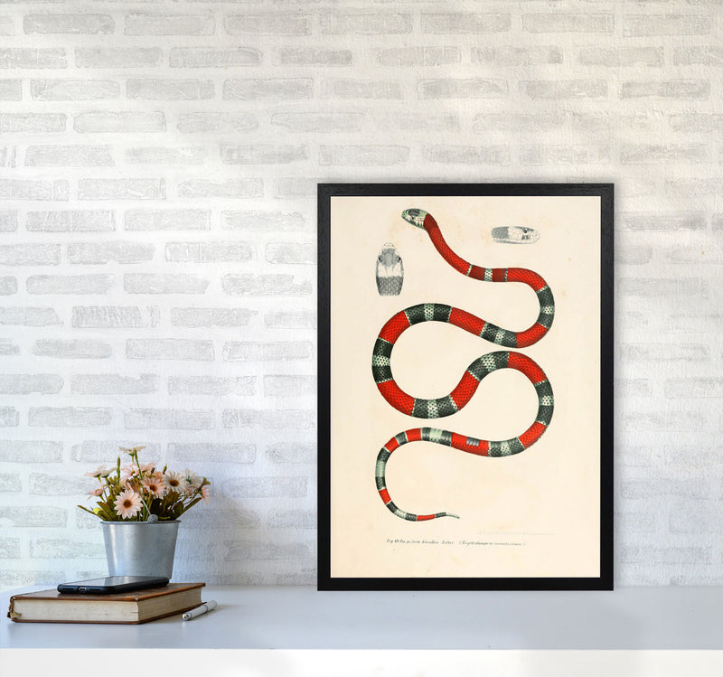 Vintage Snake Illustration 2 Art Print by Jason Stanley A2 White Frame
