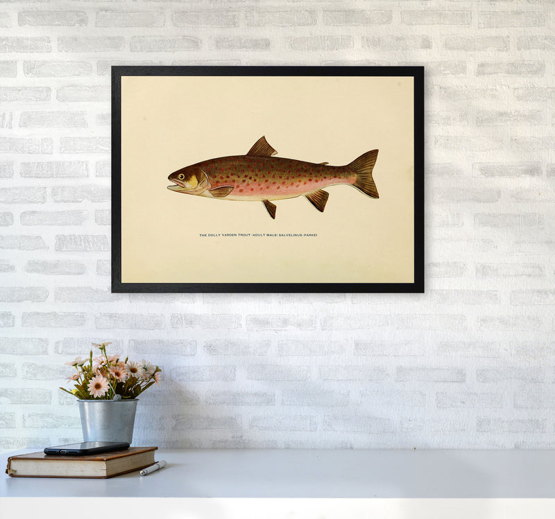 Dolly Varden Trout Illustration Art Print by Jason Stanley A2 White Frame