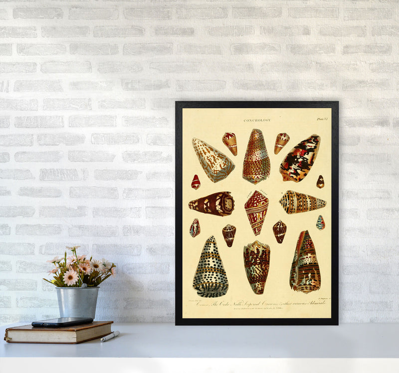 Conchology Illustration 2 Art Print by Jason Stanley A2 White Frame