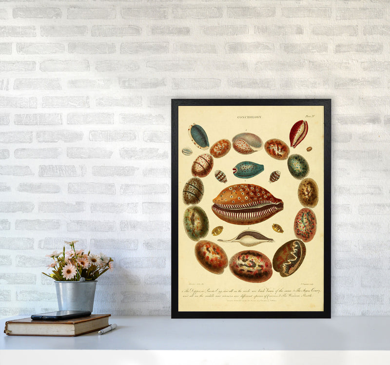 Conchology Illustration Art Print by Jason Stanley A2 White Frame