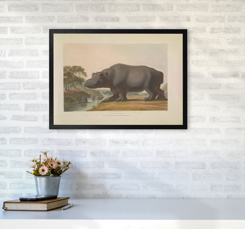 Vintage Hippo Illustration Art Print by Jason Stanley A2 White Frame