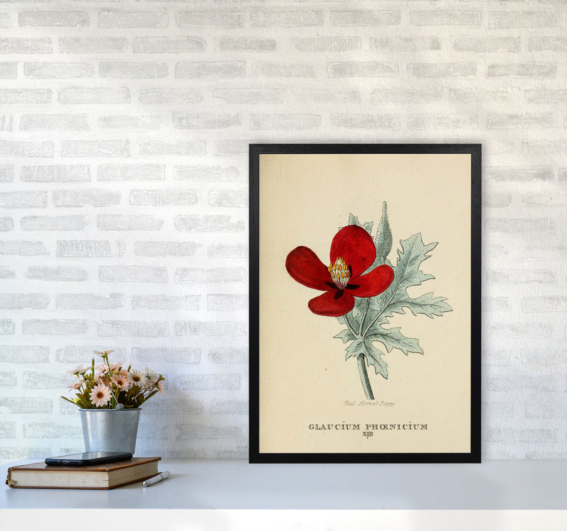 Vintage Flower Series 2 Art Print by Jason Stanley A2 White Frame