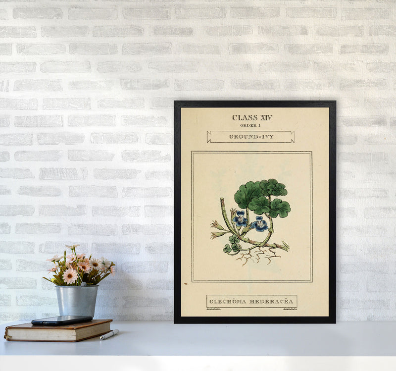 Vintage Flower Series 8 Art Print by Jason Stanley A2 White Frame