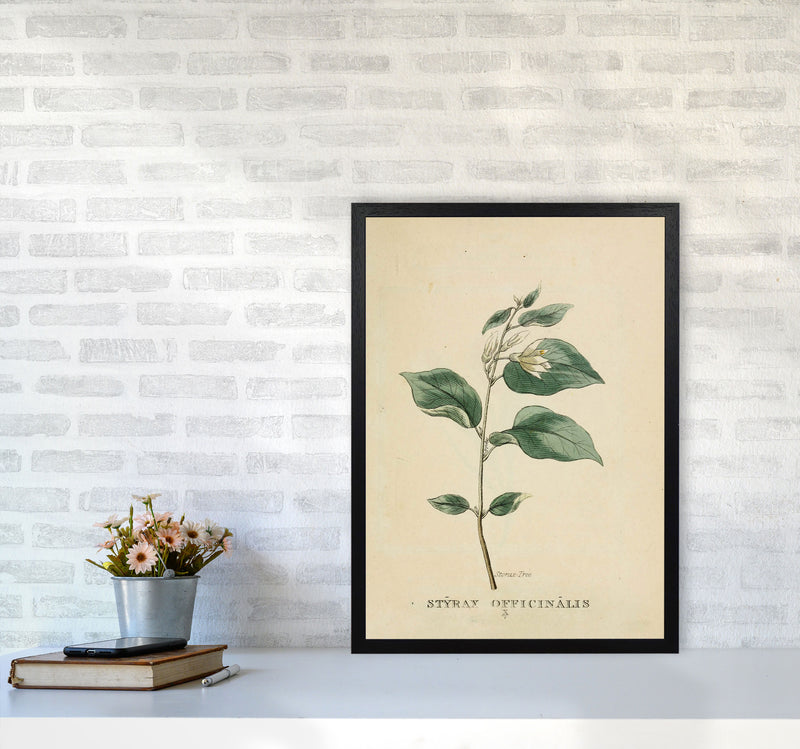 Vintage Flower Series 1 Art Print by Jason Stanley A2 White Frame