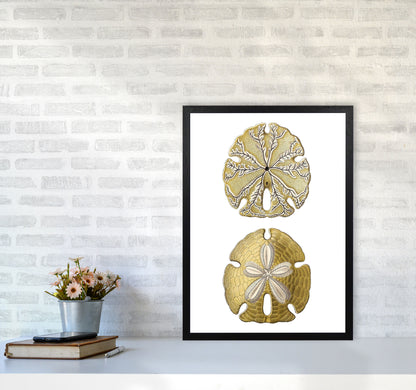 Sand Dollar Illustration Art Print by Jason Stanley A2 White Frame