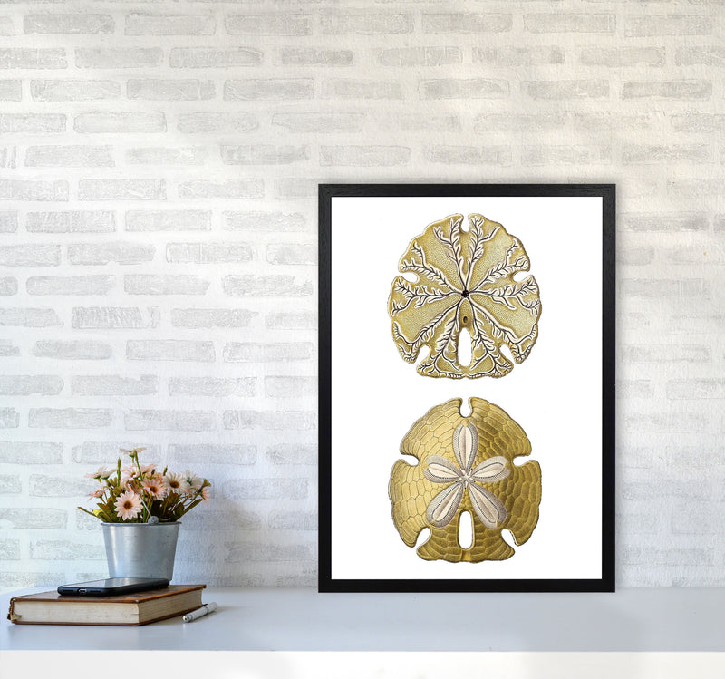 Sand Dollar Illustration Art Print by Jason Stanley A2 White Frame