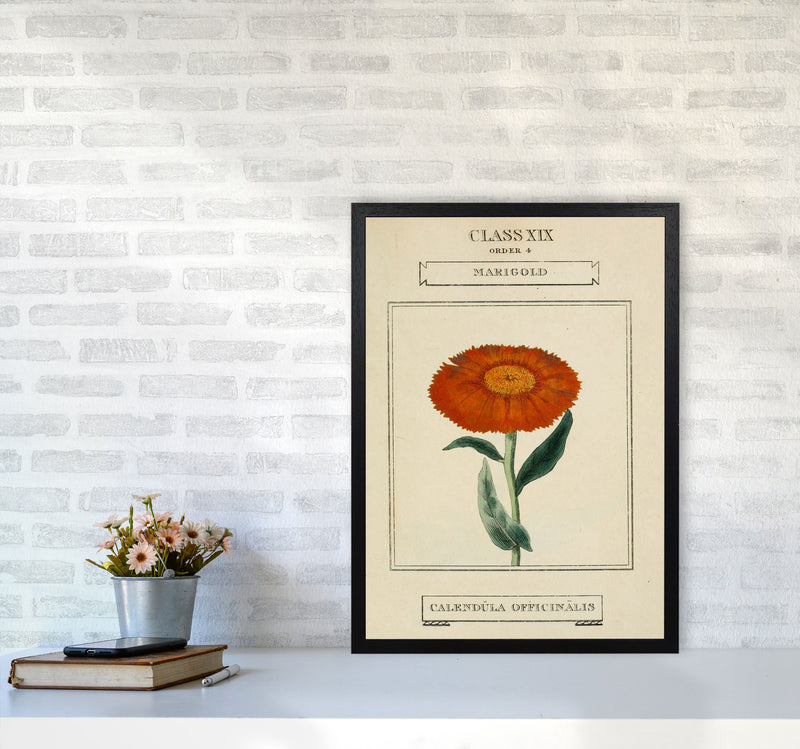 Vintage Flower Series 9 Art Print by Jason Stanley A2 White Frame