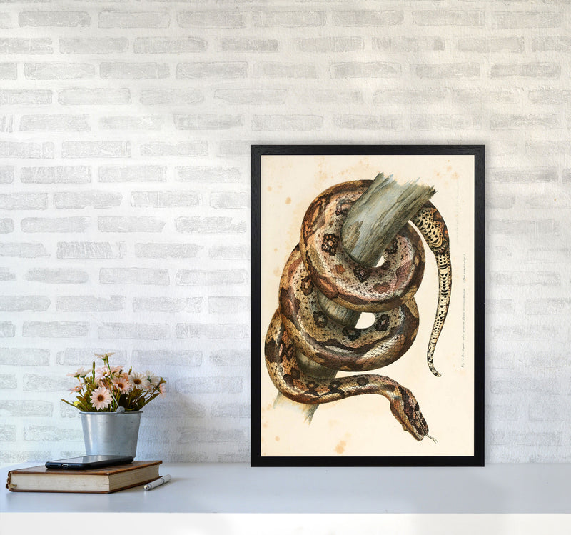 Vintage Snake Illustration Art Print by Jason Stanley A2 White Frame