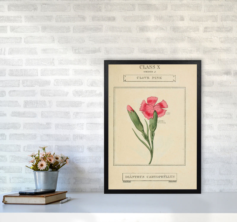 Vintage Flower Series 4 Art Print by Jason Stanley A2 White Frame