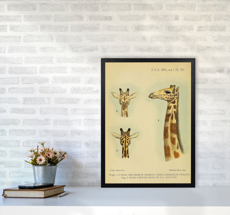 Longest Neck In The Jungle Art Print by Jason Stanley A2 White Frame