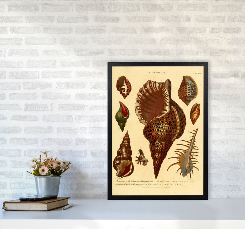 Vintage Conchology 2 Art Print by Jason Stanley A2 White Frame