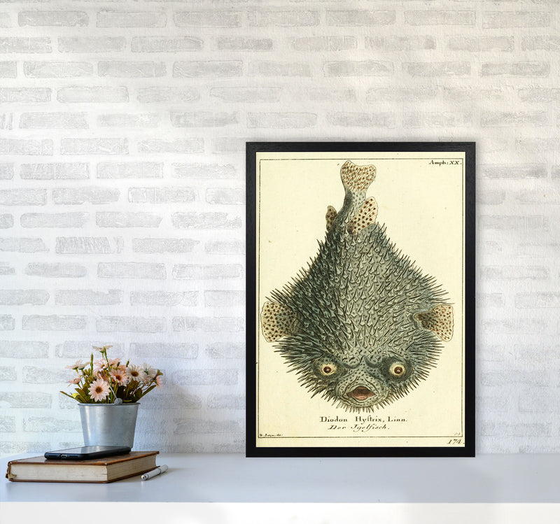 Vintage Japanese Fish Art Print by Jason Stanley A2 White Frame