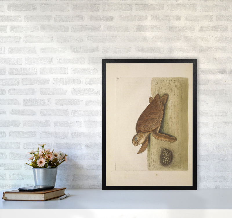 Vintage Sea Turtle Art Print by Jason Stanley A2 White Frame