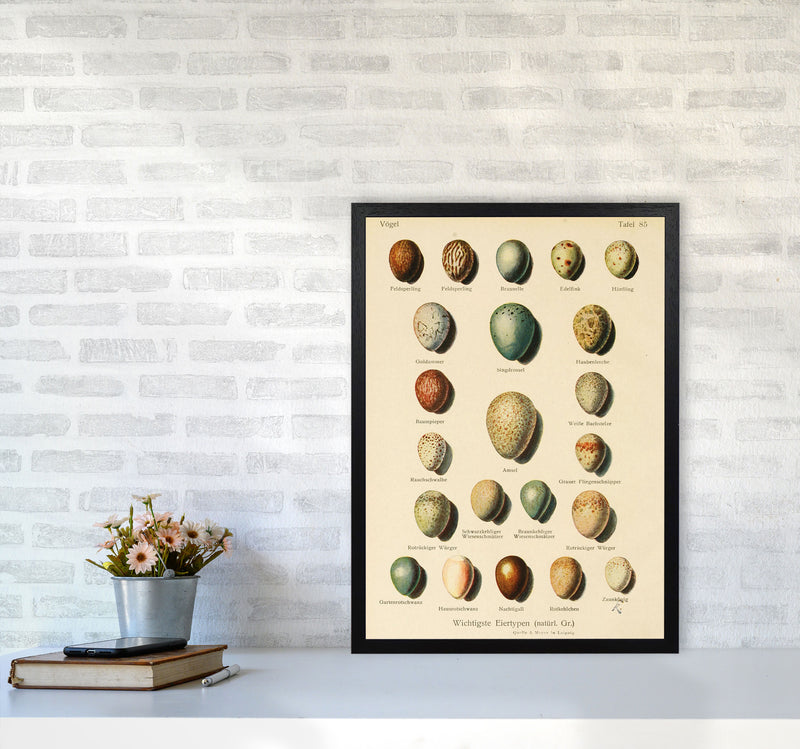 Vintage Set Of Eggs Art Print by Jason Stanley A2 White Frame