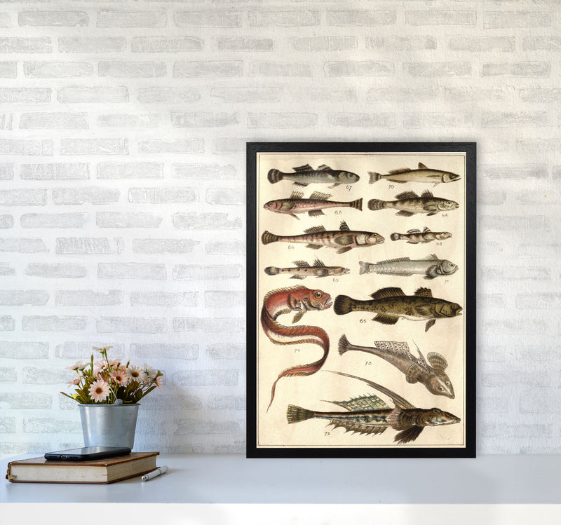 Creatures Of The Sea Art Print by Jason Stanley A2 White Frame