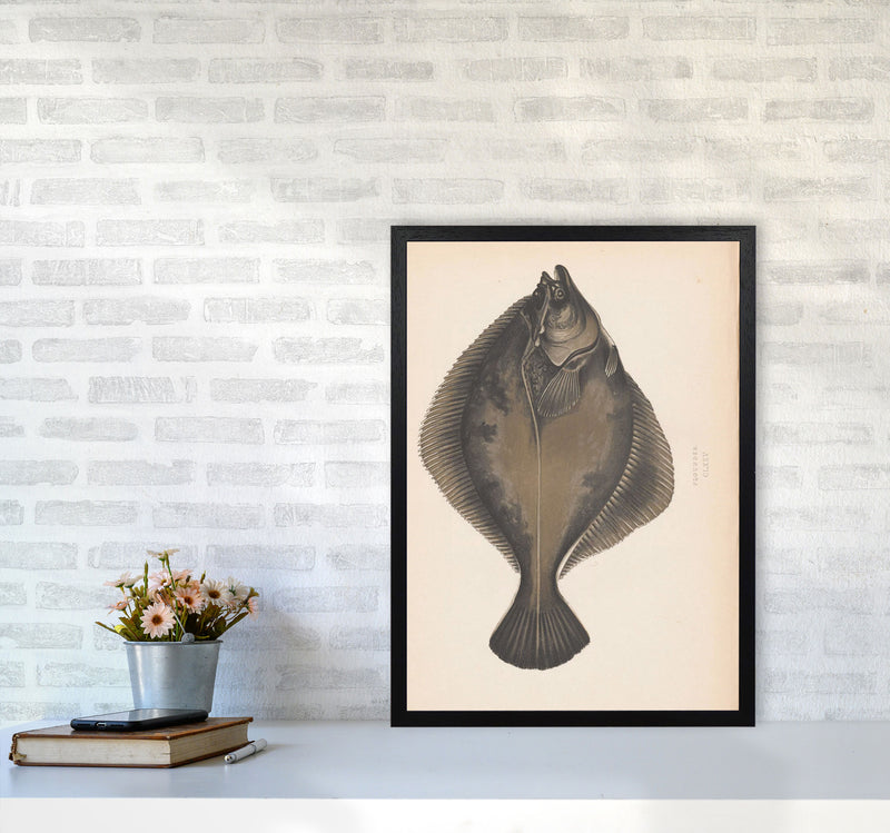 Vintage Flounder Art Print by Jason Stanley A2 White Frame