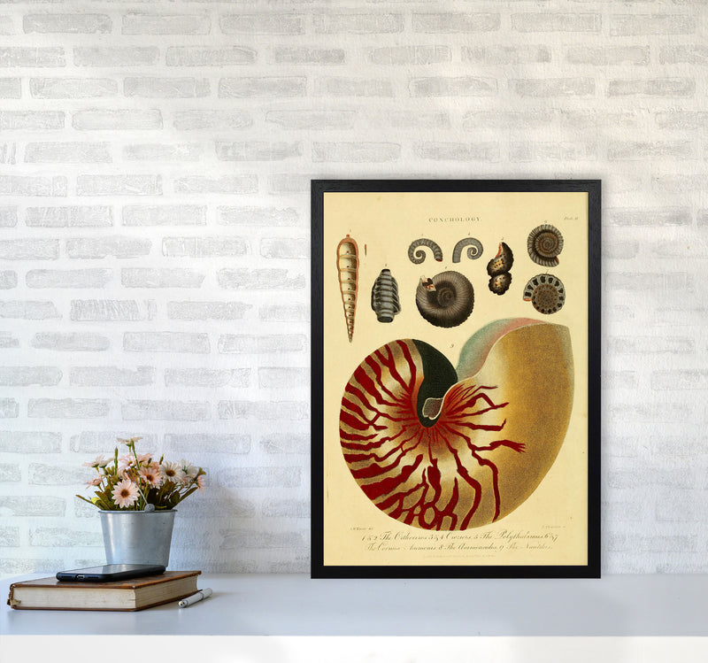 Vintage Conchology Art Print by Jason Stanley A2 White Frame