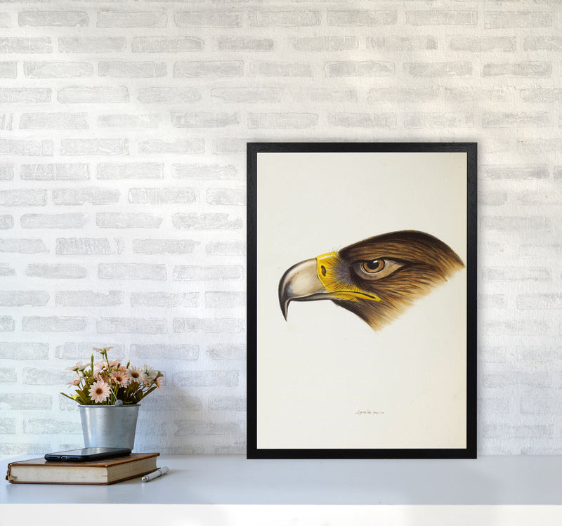 Vintage Eagle Face Art Print by Jason Stanley A2 White Frame