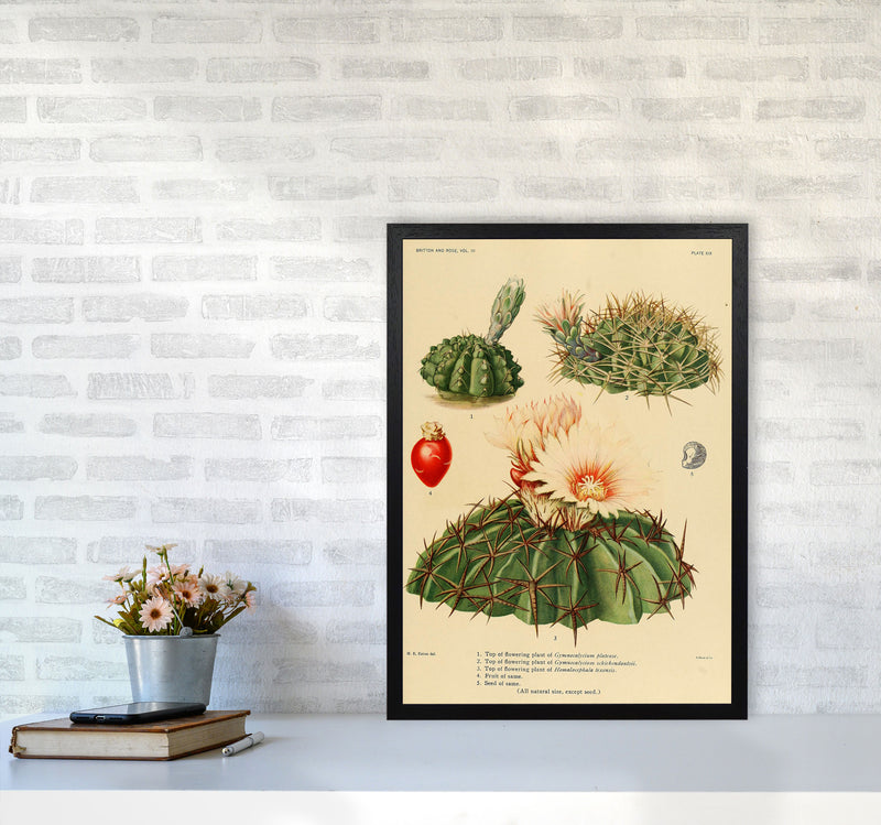 Cactus Series 14 Art Print by Jason Stanley A2 White Frame