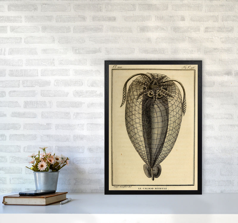 Vintage Squid 4 Art Print by Jason Stanley A2 White Frame