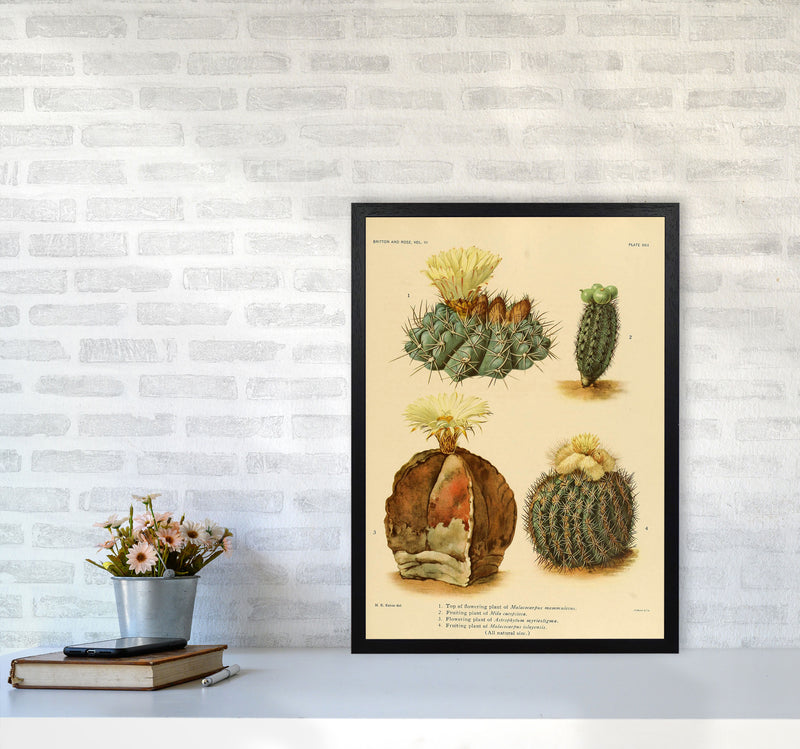 Cactus Series 16 Art Print by Jason Stanley A2 White Frame