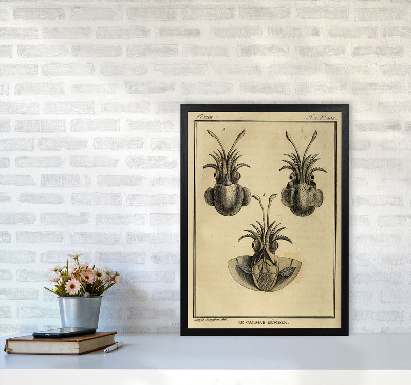 Vintage Squid 3 Art Print by Jason Stanley A2 White Frame