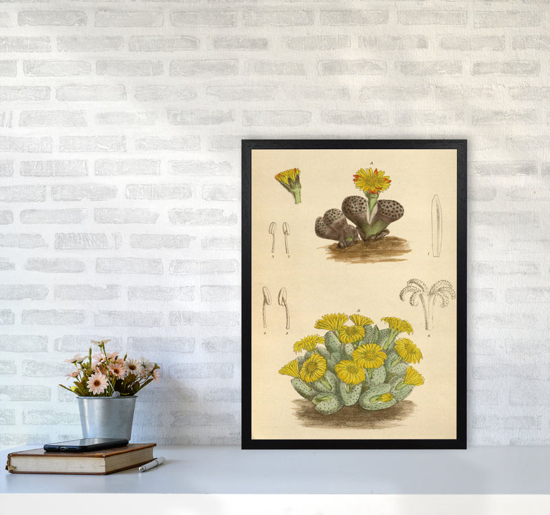 Vintage Cactus III Art Print by Jason Stanley A2 White Frame