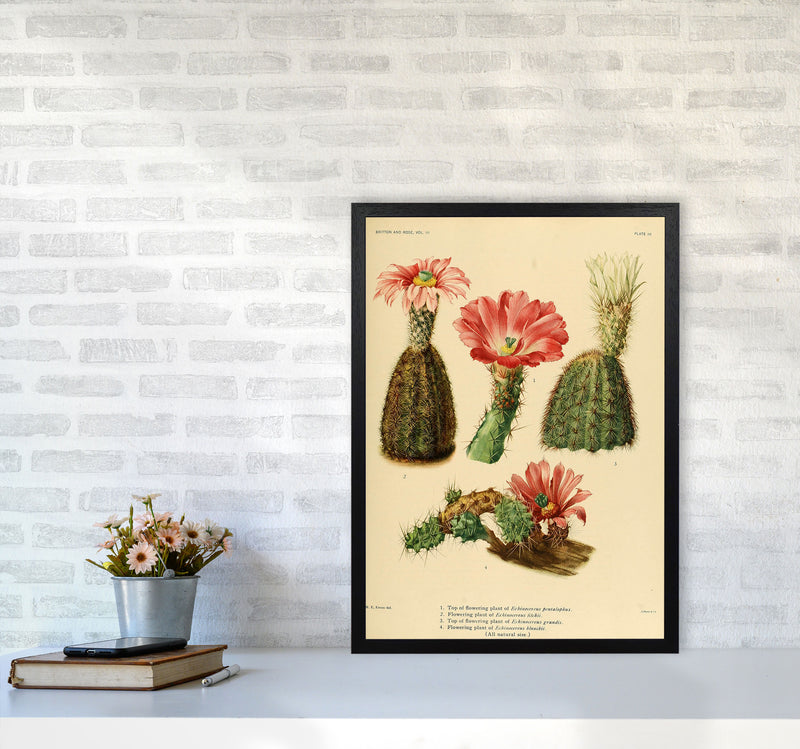 Cactus Series 2 Art Print by Jason Stanley A2 White Frame