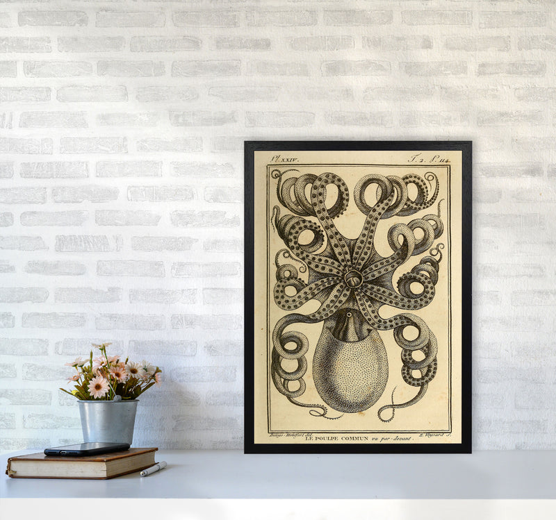 Vintage Octopus Art Print by Jason Stanley A2 White Frame