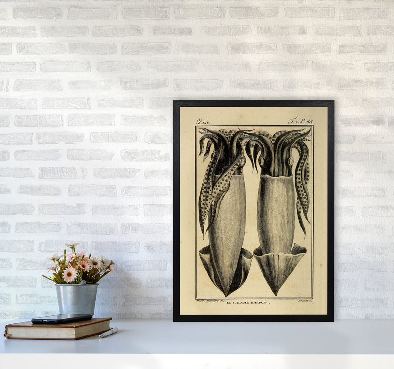 Vintage Squid 5 Art Print by Jason Stanley A2 White Frame