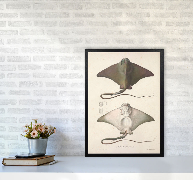 Vintage Stingray Art Print by Jason Stanley A2 White Frame