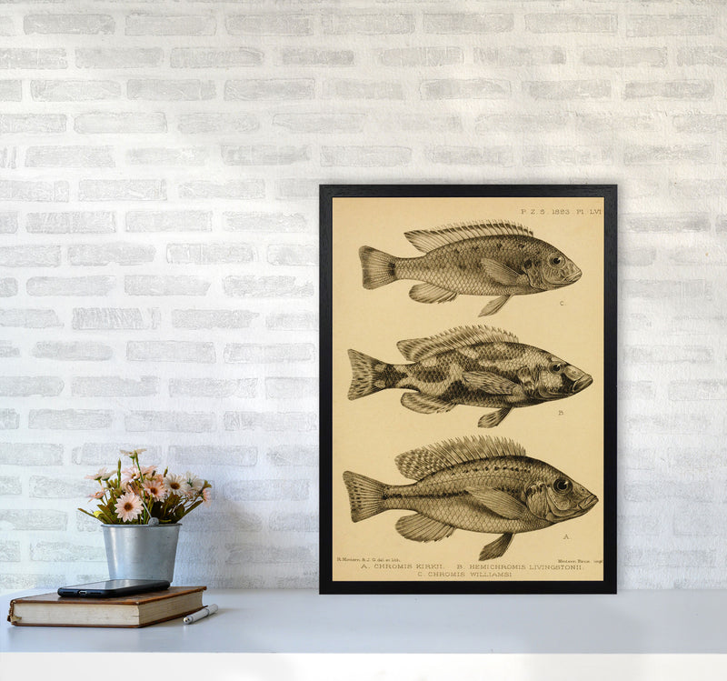 Vintage Fish Art Print by Jason Stanley A2 White Frame