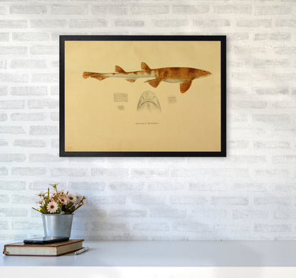 Shark Series 1 Art Print by Jason Stanley A2 White Frame
