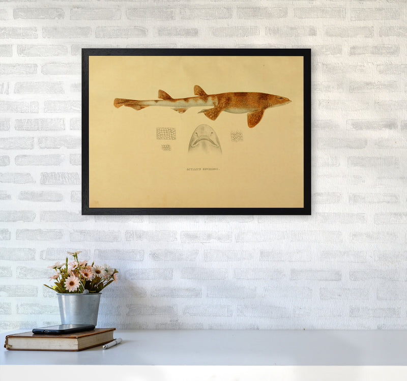 Shark Series 1 Art Print by Jason Stanley A2 White Frame